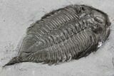 Dalmanites Trilobite Fossil - New York #99020-5